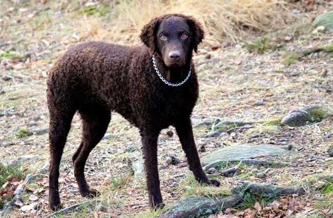 Curly Coated Retriever while huntingPhoto by: Mattias Agarhttps://creativecommons.org/licenses/by-sa/2.0/