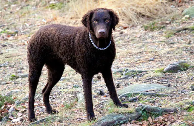 Curly Coated Retriever Description, Curly Coated Retriever Facts