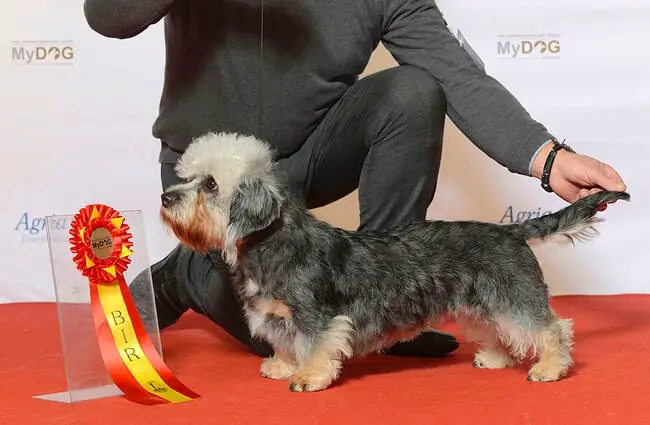 Champion Dandie Dinmont Terrier after a dog show Photo by: Svenska Mässan https://creativecommons.org/licenses/by/2.0/ 