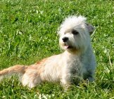 Dandie Dinmont Terrier Posing In The Gardenphoto By: Bonfirebuddy At Dutch Wikipedia Cc By-Sa 3.0 Http://Creativecommons.org/Licenses/By-Sa/3.0/