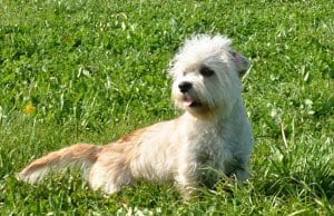 Dandie Dinmont Terrier posing in the gardenPhoto by: Bonfirebuddy at Dutch Wikipedia CC BY-SA 3.0 http://creativecommons.org/licenses/by-sa/3.0/
