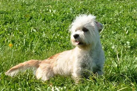 Dandie Dinmont Terrier posing in the gardenPhoto by: Bonfirebuddy at Dutch Wikipedia CC BY-SA 3.0 http://creativecommons.org/licenses/by-sa/3.0/