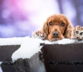 English Cocker Spaniel Ready To Play In The Snow