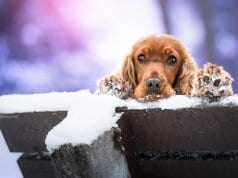 English Cocker Spaniel ready to play in the snow