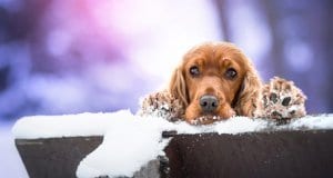 English Cocker Spaniel ready to play in the snow