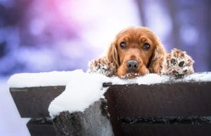 English Cocker Spaniel ready to play in the snow