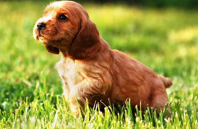 English Cocker Spaniel puppy already pointing