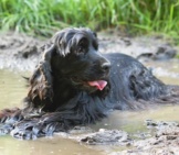 English Cocker Spaniel Cooling Off In The Mud