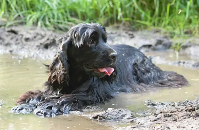 English Cocker Spaniel cooling off in the mud