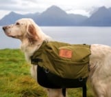 English Setter Carrying His Gear While Hiking
