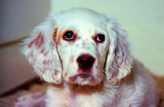 Portrait of an English Setter puppy