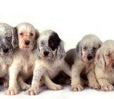 A Passel Of English Setter Puppies