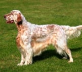 Beautiful English Setter Posing For A Portrait