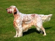 English Setter Beautiful English Setter posing for a portrait