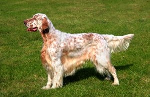 Beautiful English Setter posing for a portrait