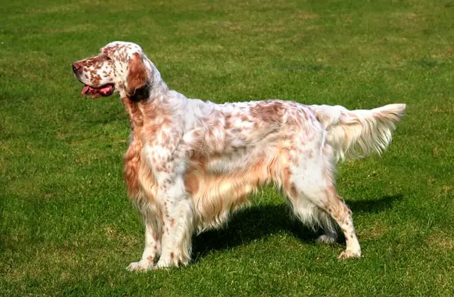 Beautiful English Setter posing for a portrait