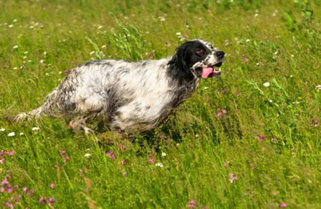 English Setter racing through a meadow