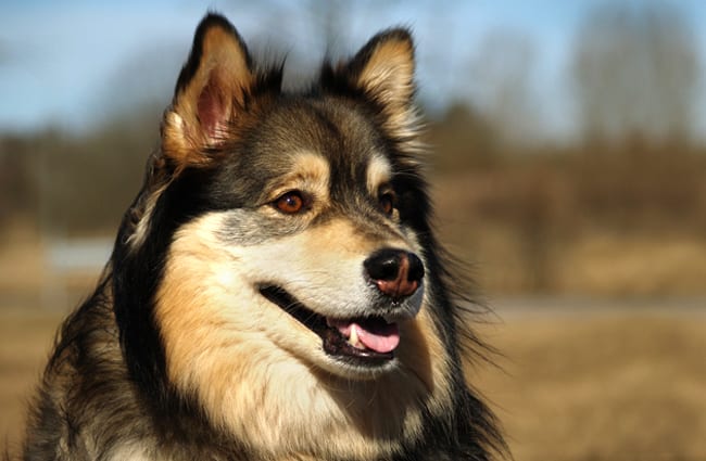 Portrait of a beautiful Finnish Lapphund Photo by: Linnea Björk Timm https://creativecommons.org/licenses/by-nc-sa/2.0/