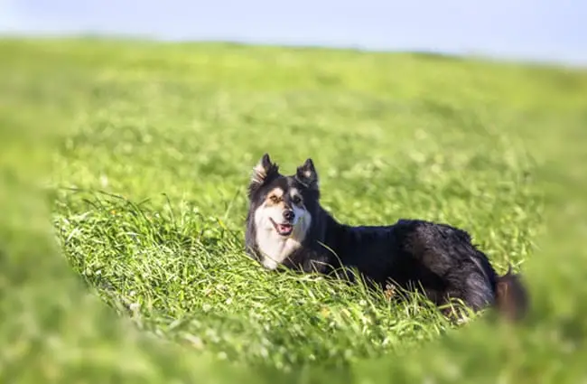 Finnish Lapphund looking back from the meadow Photo by: Jean-Jacques Halans https://creativecommons.org/licenses/by-nc-sa/2.0/