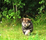 Finnish Lapphund Puppy Running Through A Meadow Photo By: Tiuku Talvela Https://Creativecommons.org/Licenses/By-Nc-Sa/2.0/
