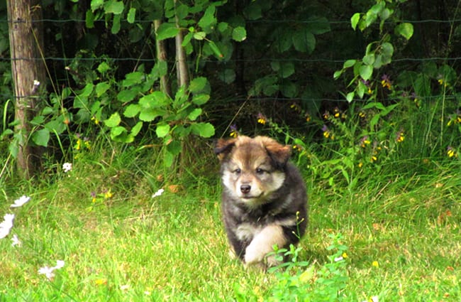 Finnish Lapphund puppy running through a meadow Photo by: Tiuku Talvela https://creativecommons.org/licenses/by-nc-sa/2.0/