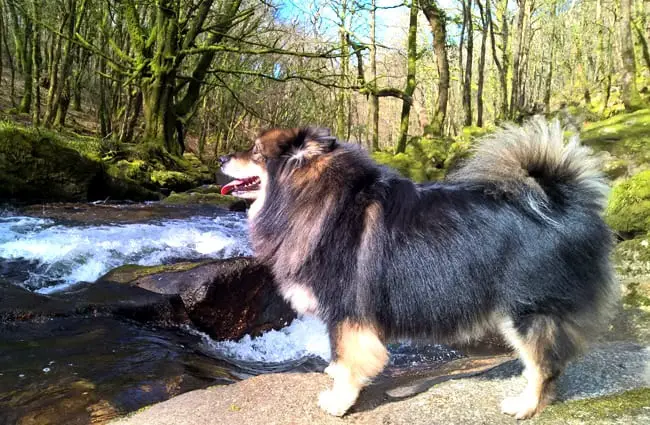 Finnish Lapphund at the river&#039;s edge Photo by: Adrian Hollister https://creativecommons.org/licenses/by-nc-sa/2.0/