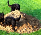 Gordon Setter Puppies Excavating A Dirt Mound Photo By: Jakey Or, Jakes Or Jw Https://Creativecommons.org/Licenses/By-Nc/2.0/