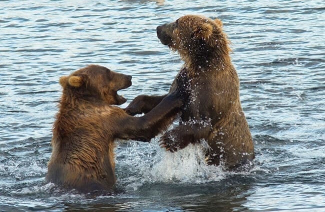 Two Kodiak Bears playing in the frigid water