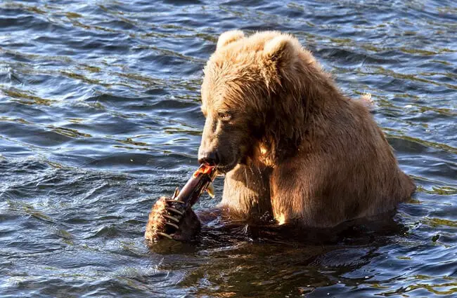 Медведь Кадьяк обедает рыбой