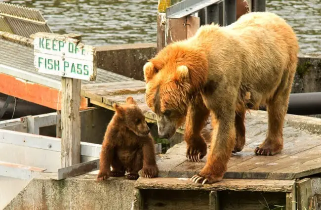 Mother Kodiak Bear on the dock with her cub