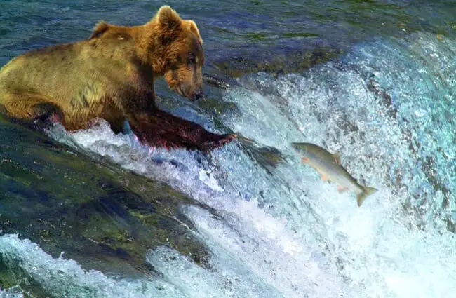 Very thin Kodiak Bear, fishing after awakening from hibernation