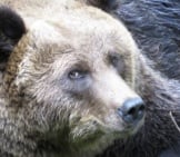 Closeup Of A Large Kodiak Bear