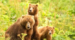 A pair of Kodiak Bear cubs