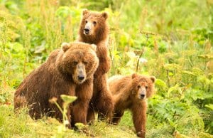 A pair of Kodiak Bear cubs