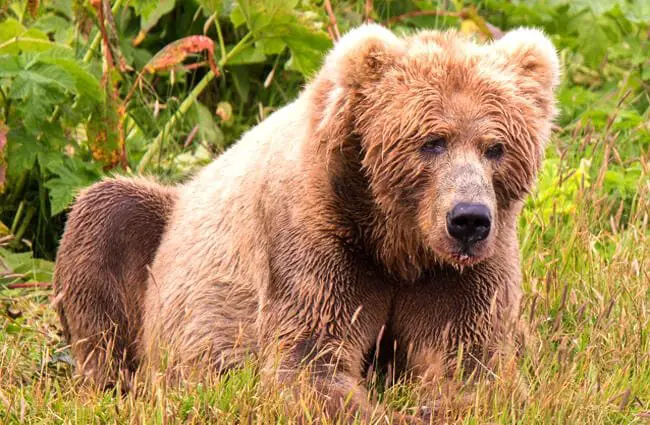Большой медведь Кадьяк