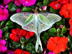 Beautiful Luna Moth in a bed of flowers