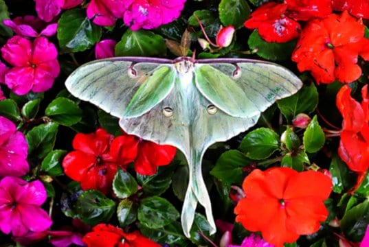 Beautiful Luna Moth in a bed of flowers