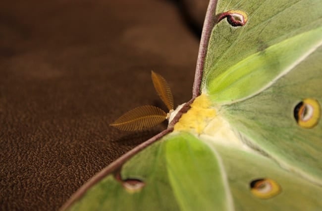 Closeup of a beautiful Luna Moth
