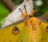 Luna Moth Perched On A Chrysalis Photo By: James Petts Https://Creativecommons.org/Licenses/By-Sa/2.0/ 