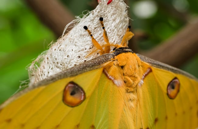 Luna Moth perched on a chrysalis Photo by: James Petts https://creativecommons.org/licenses/by-sa/2.0/ 