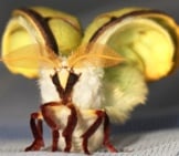Newly Emerged Luna Moth Photo By: Judy Gallagher Https://Creativecommons.org/Licenses/By-Sa/2.0/