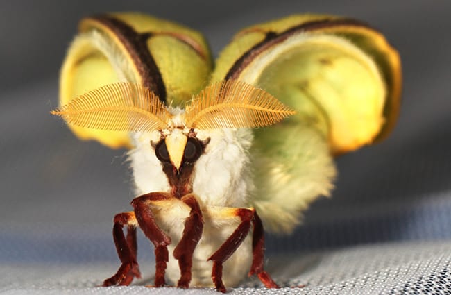 Newly emerged Luna Moth Photo by: Judy Gallagher https://creativecommons.org/licenses/by-sa/2.0/