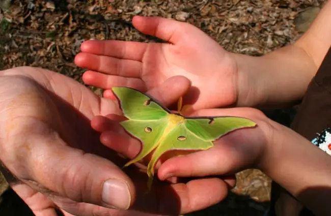 Luna Moth investigating a child&#039;s hands Photo by: woodleywonderworks https://creativecommons.org/licenses/by-sa/2.0/