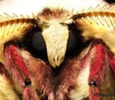 Extreme Closeup Of A Luna Moth&#039;S Head And Legs Photo By: Mike Keeling Https://Creativecommons.org/Licenses/By-Sa/2.0/