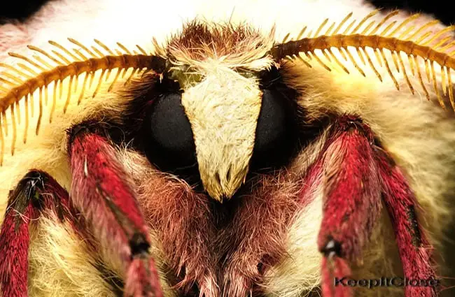 Extreme closeup of a Luna Moth&#039;s head and legs Photo by: Mike Keeling https://creativecommons.org/licenses/by-sa/2.0/