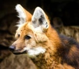 Closeup Of A Maned Wolf 