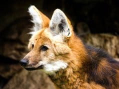 Closeup of a Maned Wolf 