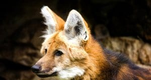 Closeup of a Maned Wolf 
