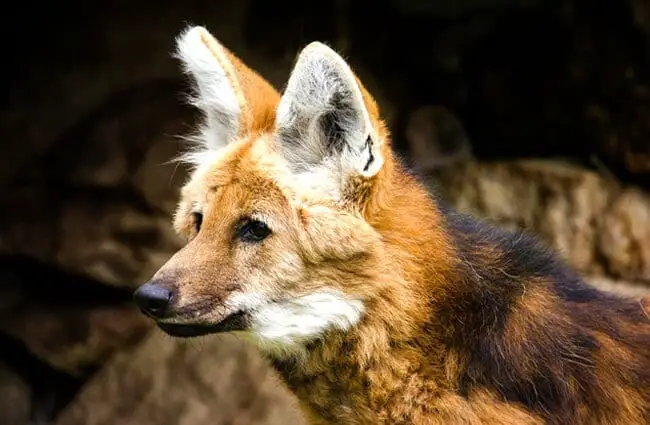 Maned Wolf - Description, Habitat, Image, Diet, and Interesting Facts