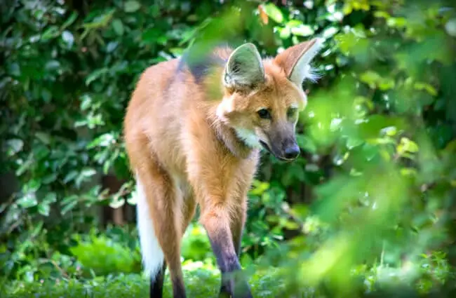 Maned Wolf in the woods Photo by: Alexander Day https://creativecommons.org/licenses/by/2.0/